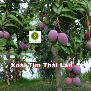 Cây Giống Xoài Tím Thái Lan Siêu Trái