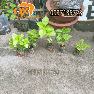 COMBO 5 CÂY GIỐNG CẨM TÚ CẦU