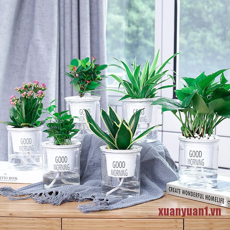 Chậu Hoa Trong Suốt Tự Tưới Nước Tiện Dụng