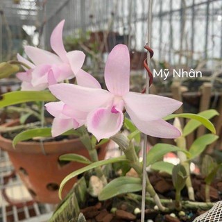 [Rẻ Vô Địch] Phi Điệp Hồng Mỹ Nhân ( Cây con giống gieo hạt)