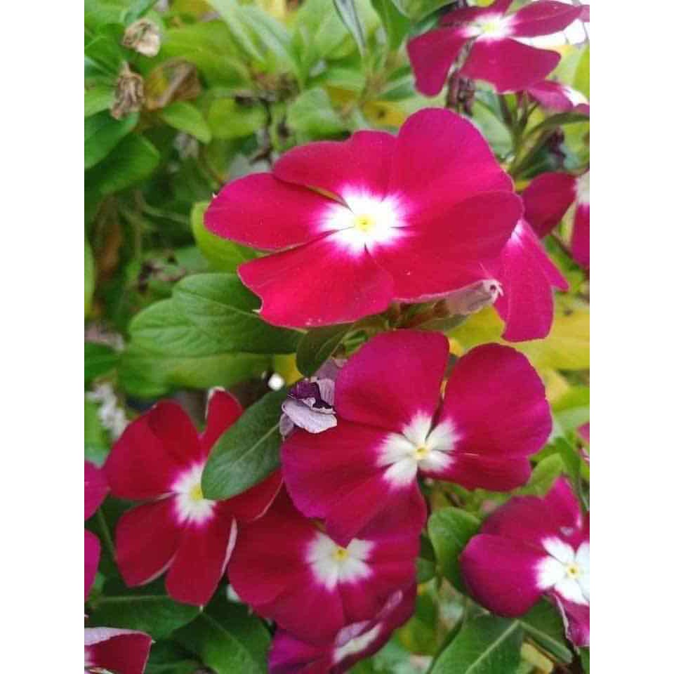 HẠT GIỐNG HOA DỪA CẠN NHIỀU MÀU THÂN CAO - GÓI 0,3 GRAM