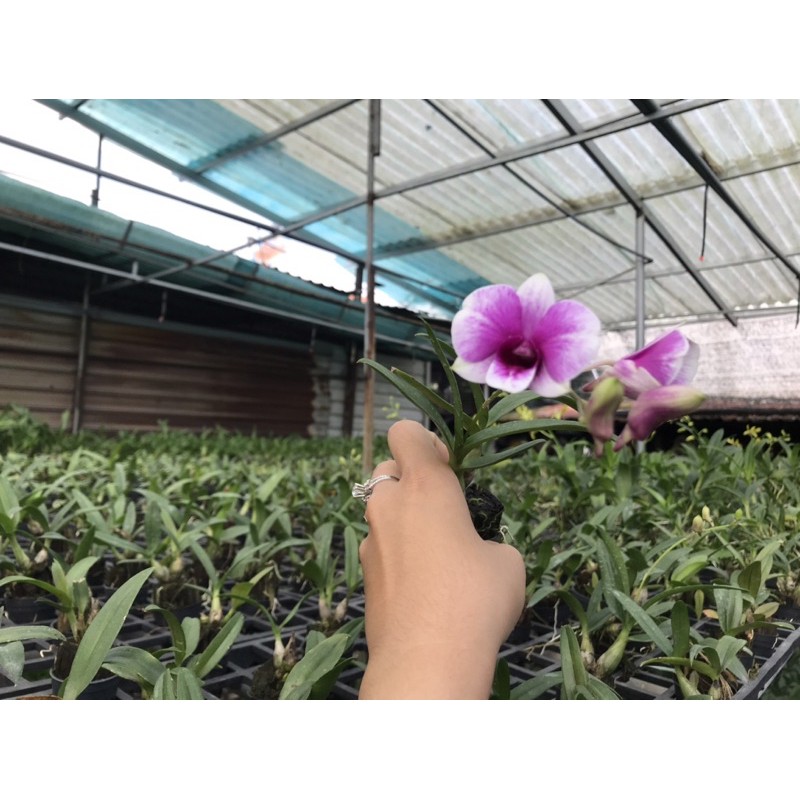 Dendro Yaya Mini Siêu Siêng Hoa