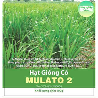 Hạt Giống Cỏ MULATO 2 (100gr)