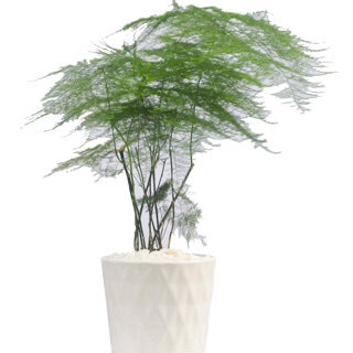 Cây kim thuỷ tùng- Trang trí sân vườn- Decor-Phong thuỷ-Cây hoa kiểng Đồng Tháp