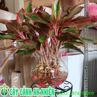 Chậu phú quý thuỷ sinh