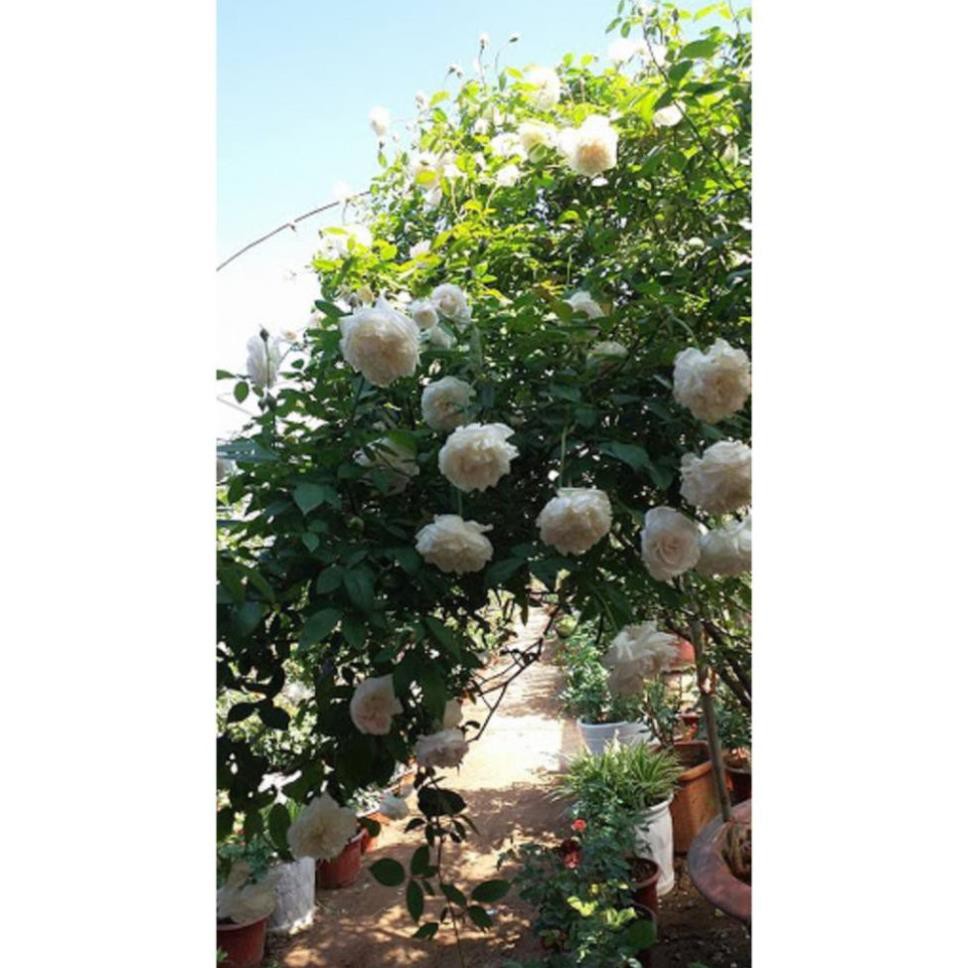 Sản phẩm bầu ươm cây giống hoa hồng CỔ TRẮNG BẠCH XẾP-Giống hồng cổ trắng đẹp và sai hoa
