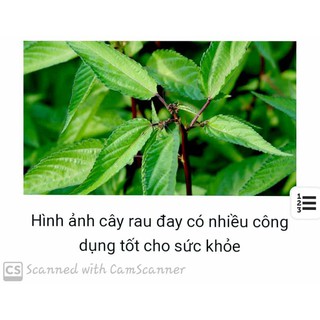 Hạt Giống Rau Đay Thái Nấu Canh Cua Đồng