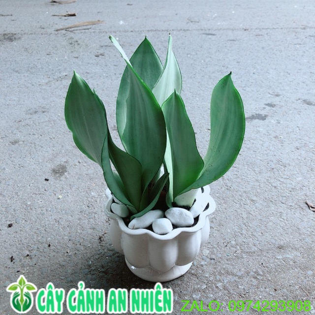 Chậu Cây Lưỡi Hổ Bạc