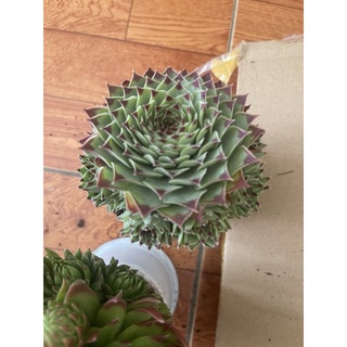 COMBO 5 CHẬU PHẬT BÀ 9CM 200k