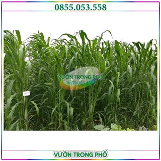 Hạt giống cỏ chăn nuôi Sudan lai- gói 100g