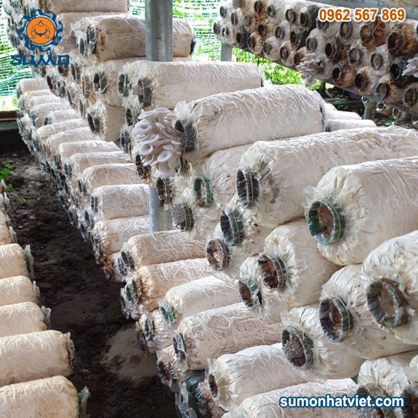 5 phôi bào ngư trắng + 5 phôi bào ngư nâu - Phôi nấm trông tại nhà