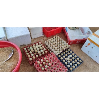 15 trứng ấp chim trĩ đỏ
