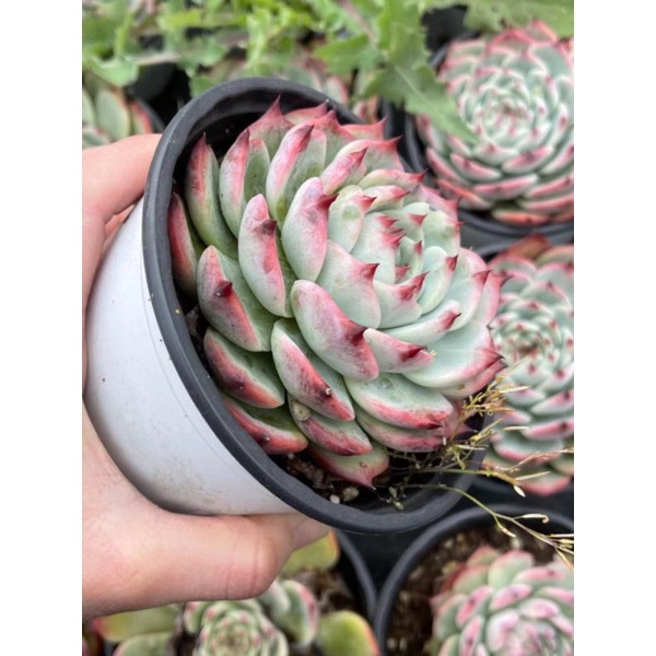 Sale 50% - Sen đá bánh bao lửa size to.