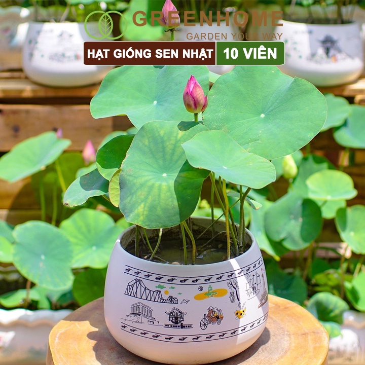 Hạt giống hoa sen nhật mini Greenhome, gói 10 hạt, nhiều màu, dễ trồng, tặng kèm hướng dẫn H01