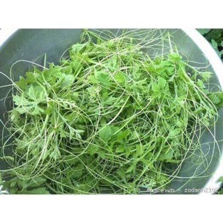 Trà dây mướp đắng rừng- vị thuốc quý