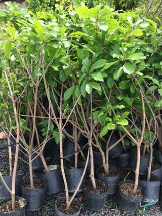 Cây giống lộc vừng