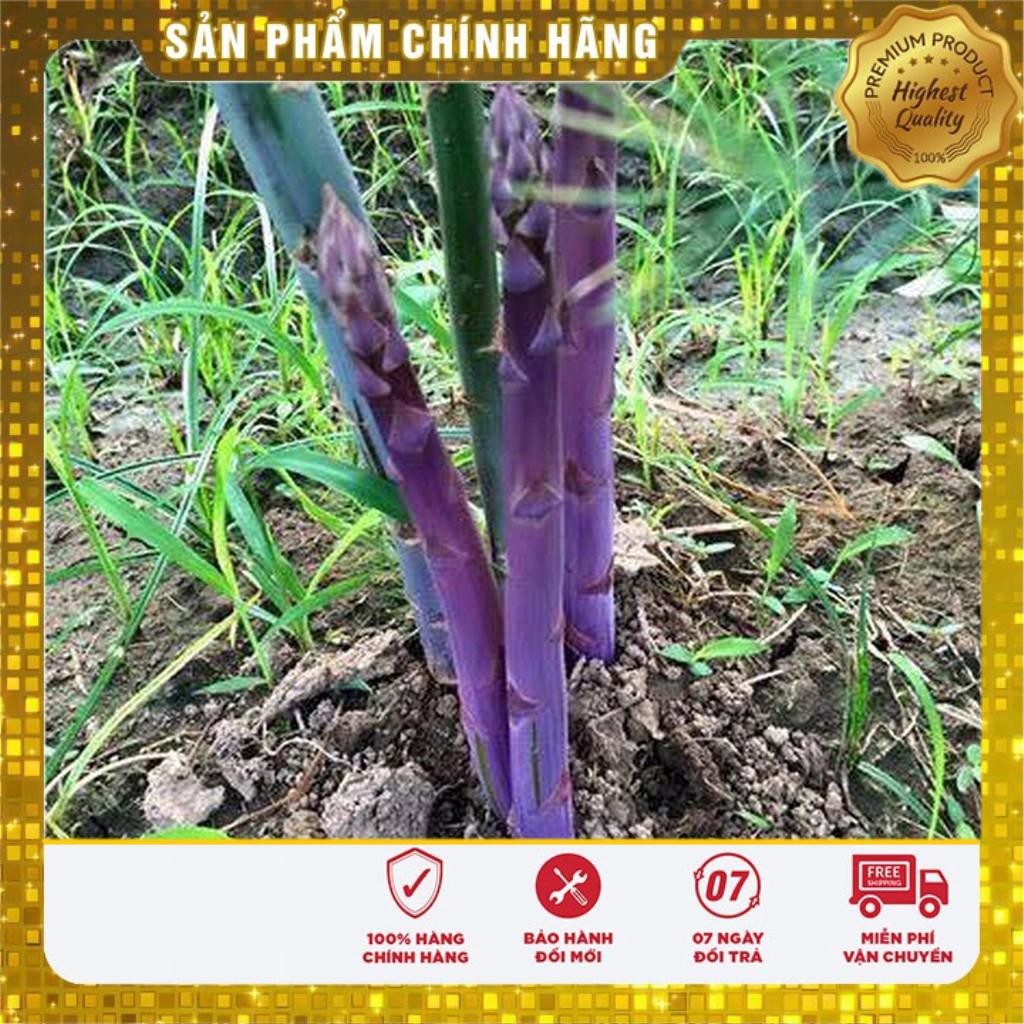 10 Hạt giống Măng tây tím (tặng gói Kích nẩy mầm và Hướng dẫn) VIETSEED