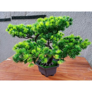 Combo Chậu cây bonsai trang trí tết
