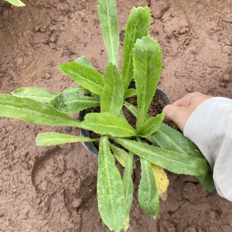 Cây rau mùi tàu trồng bịch đen dùng làm gia vị trong các món ăn