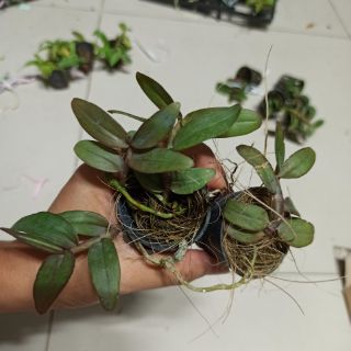 Hoa lan giả hạt Châu Như