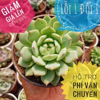 Sen đá bánh bao mini size trung🌵lỗi 1 đổi 1🌵