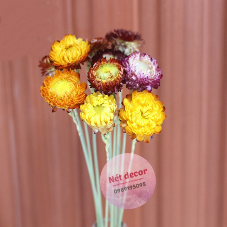 🌸Hoa cúc bất tử🌸 hoa khô vĩnh cửu🌸phong cách vintage