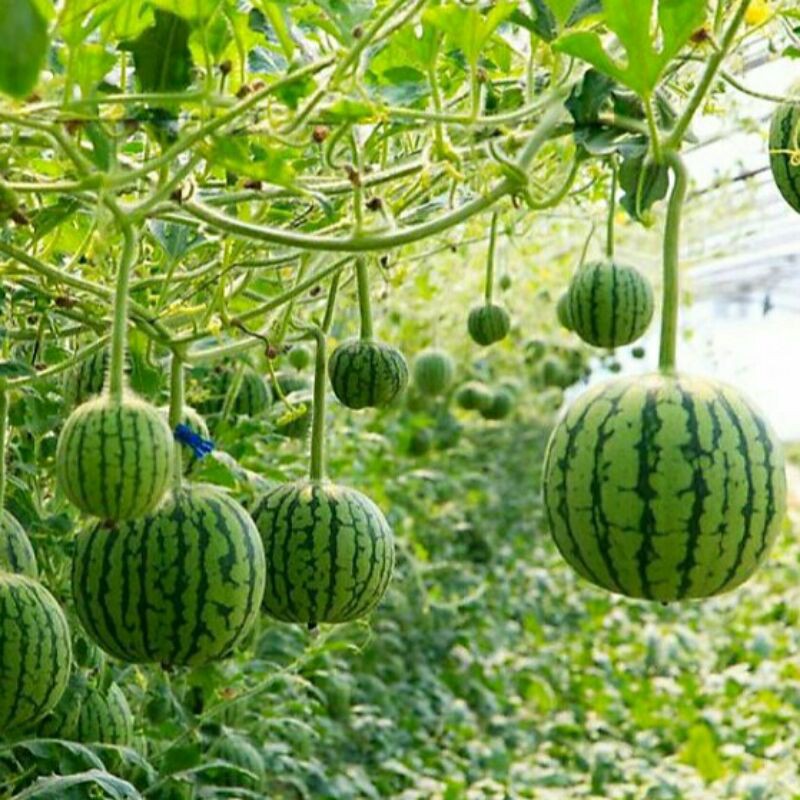 10h hạt giống dưa hấu táo baby ( năng suất cao )
