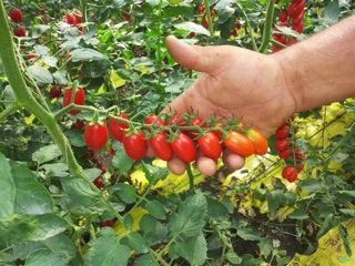Hạt giống cà chua cherry anh đào đỏ F1