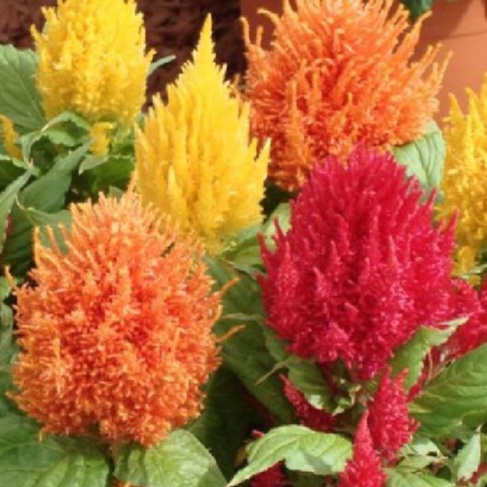 Hạt giống hoa mồng gà lửa nhiều màu f1-  gói 50 hạt-tặng kèm gói phân bón lót