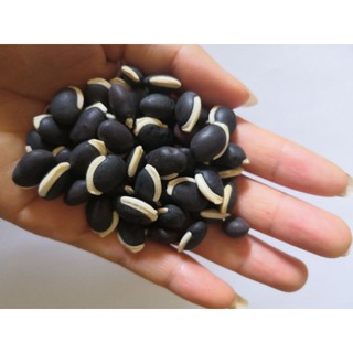 Hạt giống đậu ván tím