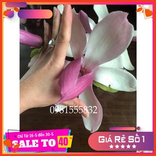 Cây Hoa Mộc Lan Sẵn NỤ