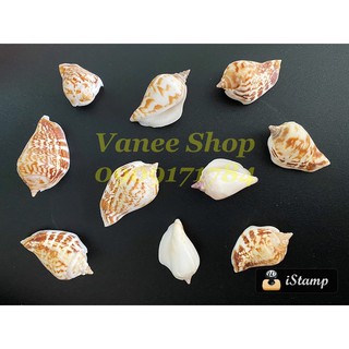 Vỏ ốc nhảy tròn 100gr