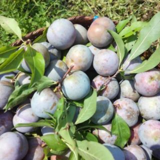 Mận hậu Sơn La