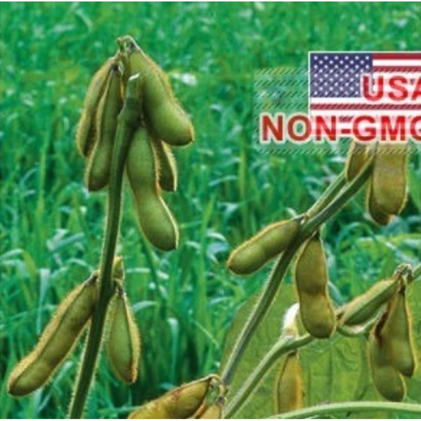 Hạt Giống Đậu Nành - Edamame Envy (Glycine max)