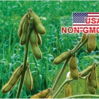 Hạt Giống Đậu Nành - Edamame Envy - Gói 30 hạt