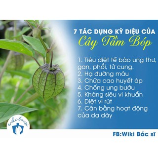 Cây Thù Lù ( tầm bóp ) khô 500g