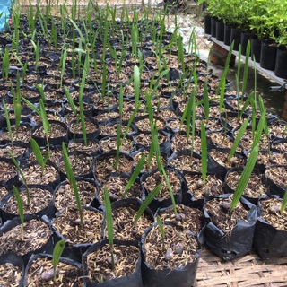 Cây chà là giống