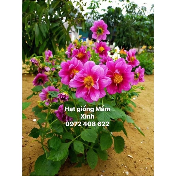 500 Hạt giống thược dược bụi. Kéo xem ảnh thật nảy mầm và hoa