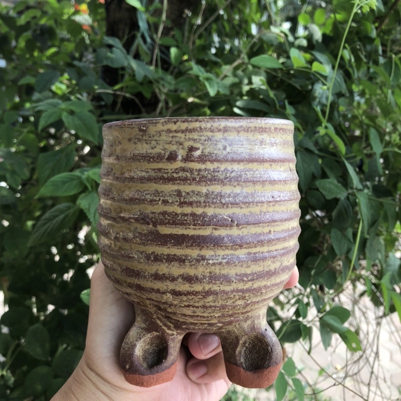 Chậu xuất Hàn trồng sen đá