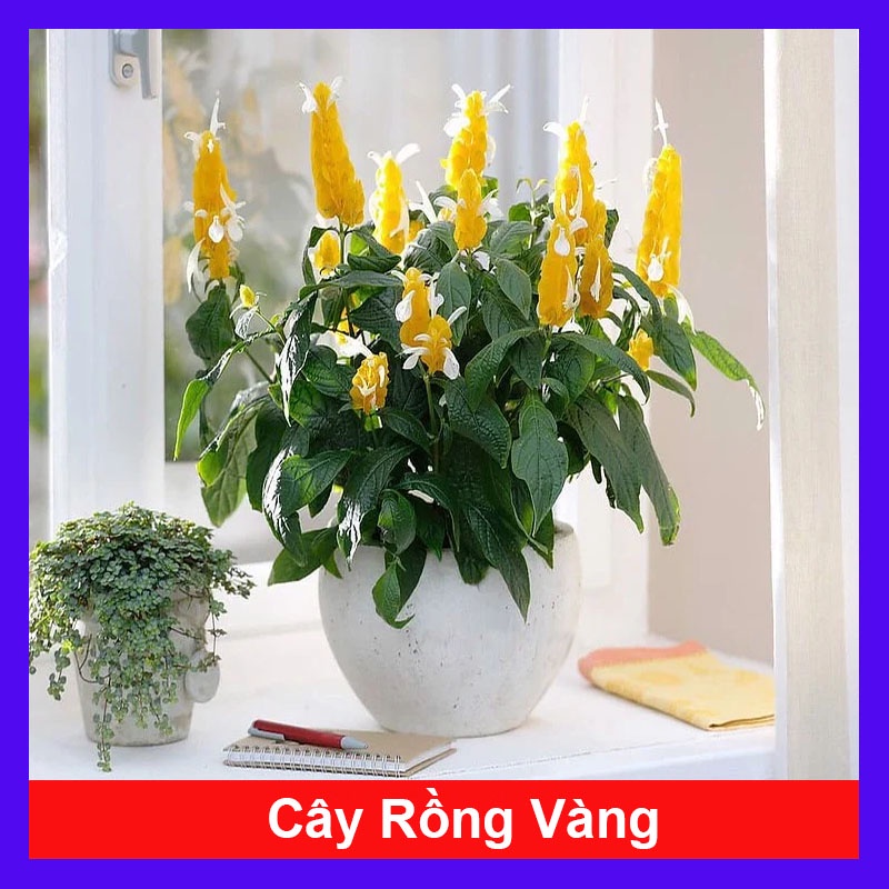 Cây Rồng Nhả Ngọc  - cây cảnh để bàn - caykiengsadec