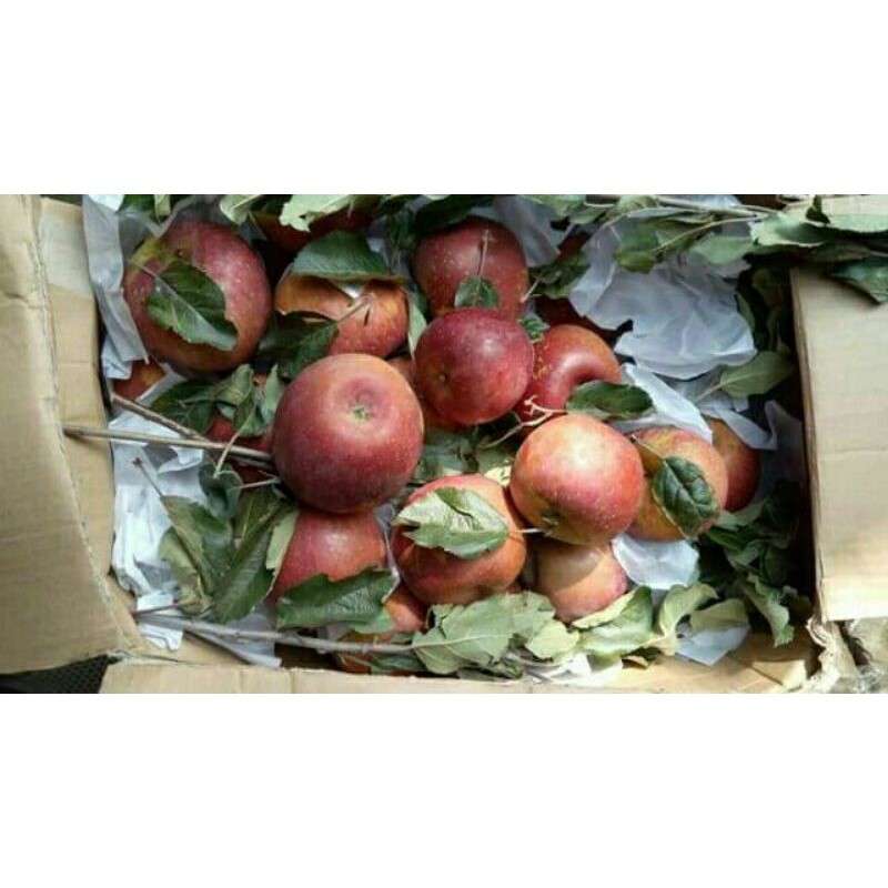 Sỉ lẻ táo đá 1kg