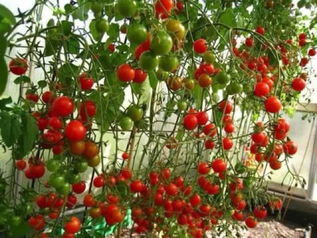 Hạt giống cà chua bi chùm đỏ thái lan