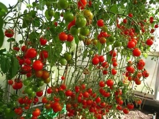 Hạt giống cà chua bi chùm đỏ thái lan