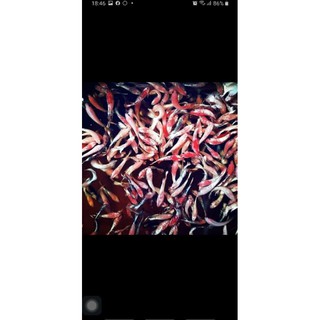 FOODBETTA - BETTA FANCY COPPER ORANGE- CAM ĐỎ