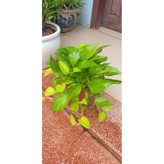 trầu bà lá vàng gồm chậu