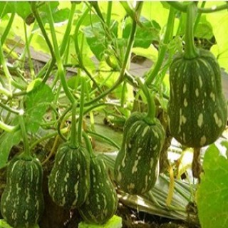 Hạt giống bí đỏ hạt đậu