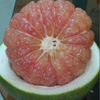 Cây bưởi da xanh ruột hồng không hạt