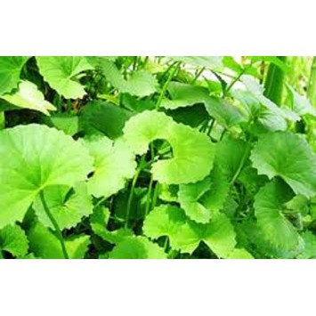 Hạt Giống Rau Má Lá Nhỏ  - MUA 3 TẶNG 1 CÙNG LOẠI - Dễ Trồng, Dinh Dưỡng, Năng Suất Cao