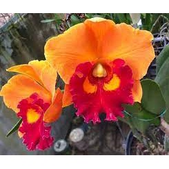 Lan Cattleya Giống 10 màu