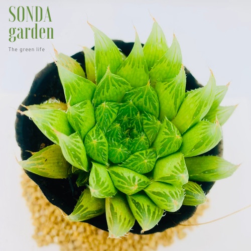 Sen đá dạ quang SONDA GARDEN size bé 5-8cm, xuất xứ Đà Lạt, khoẻ đẹp, lỗi 1 đổi 1